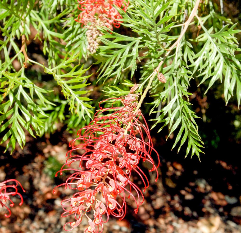 This image has an empty alt attribute; its file name is Grevillea-Robyn-Gordon-images-www.sunblestproducts-4.jpg