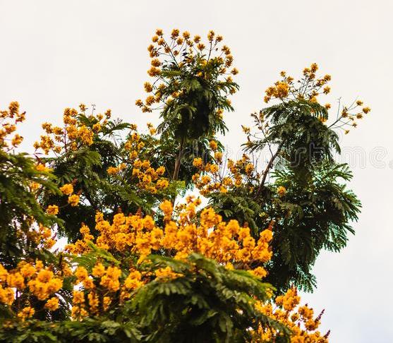 This image has an empty alt attribute; its file name is beautiful-yellow-peltophorum-pterocarpum-flowers-tree-common-beautiful-yellow-peltophorum-pterocarpum-flowers-tree-commonly-99547052.jpg
