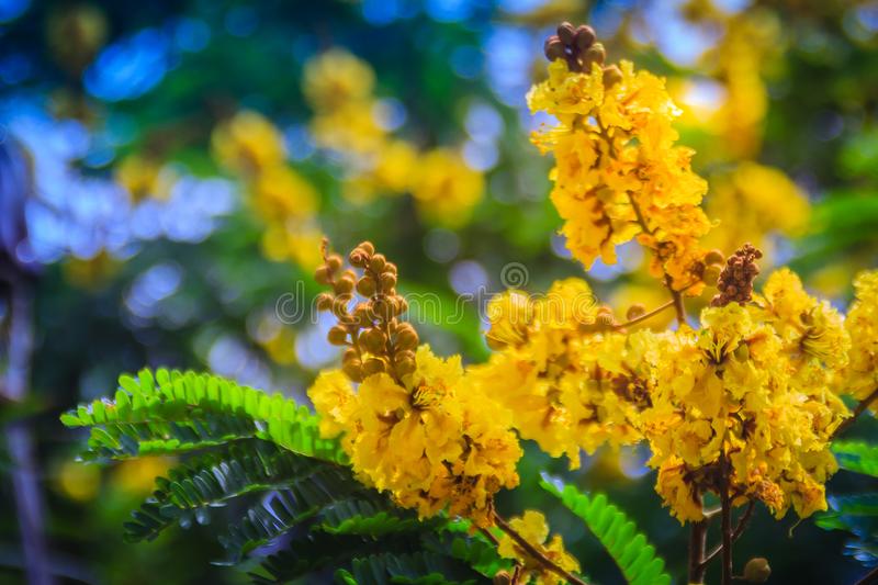 This image has an empty alt attribute; its file name is beautiful-yellow-peltophorum-pterocarpum-flowers-tree-commonly-known-as-copperpod-flamboyant-flametree-yellow-poinciana-102432686.jpg
