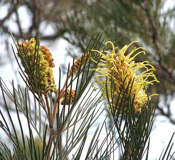 This image has an empty alt attribute; its file name is grevillea-moonlight-plant-images-www.sunblestproducts.com-10.jpg