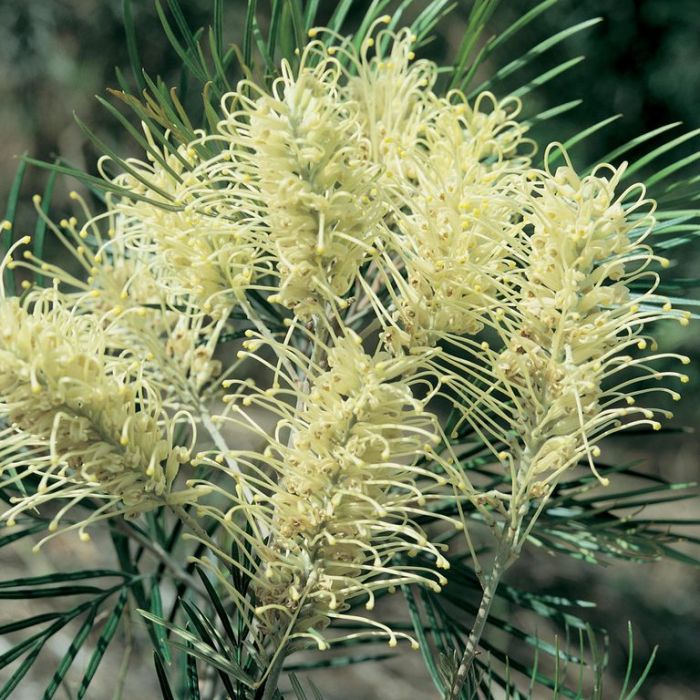 This image has an empty alt attribute; its file name is grevillea-moonlight-plant-images-www.sunblestproducts.com-6.jpg