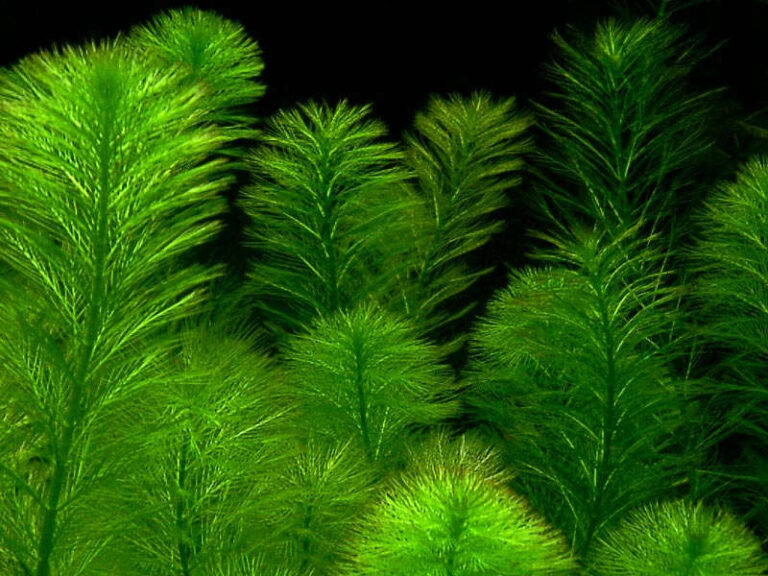 MYRIO FOXTAIL AQUARIUM POND PLANTS 4 SALE HERE ONLINE AUSTRALIA $15