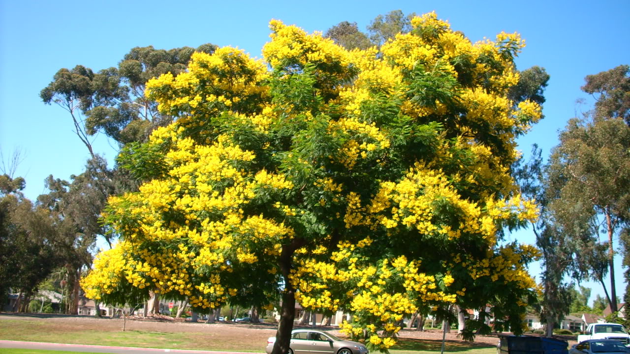 YELLOW POINCIANA 3 m TREE PLANTS IN LARGE GROWBAGS 4 SALE OZ 248