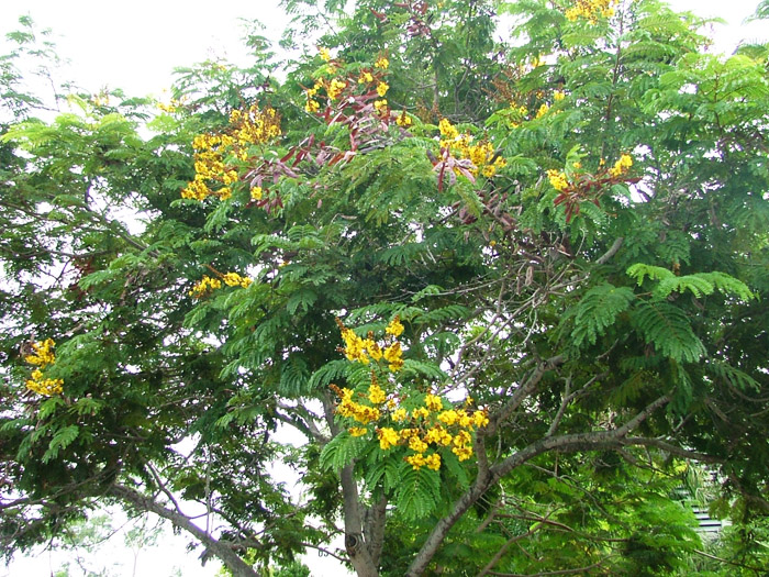 This image has an empty alt attribute; its file name is yellow-poinciana-peltophorum-pterocarpum-images-www.sunblestproducts.com-7.jpg