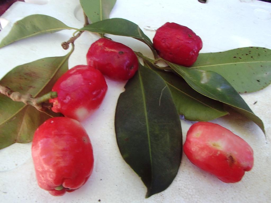 This image has an empty alt attribute; its file name is Brush-Cherry-Syzygium-australe-images-www.sunblestproducts-10.jpg