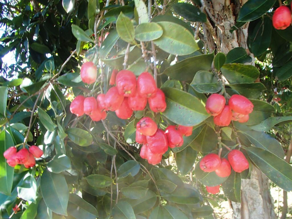 syzygium paniculatum brush cherry