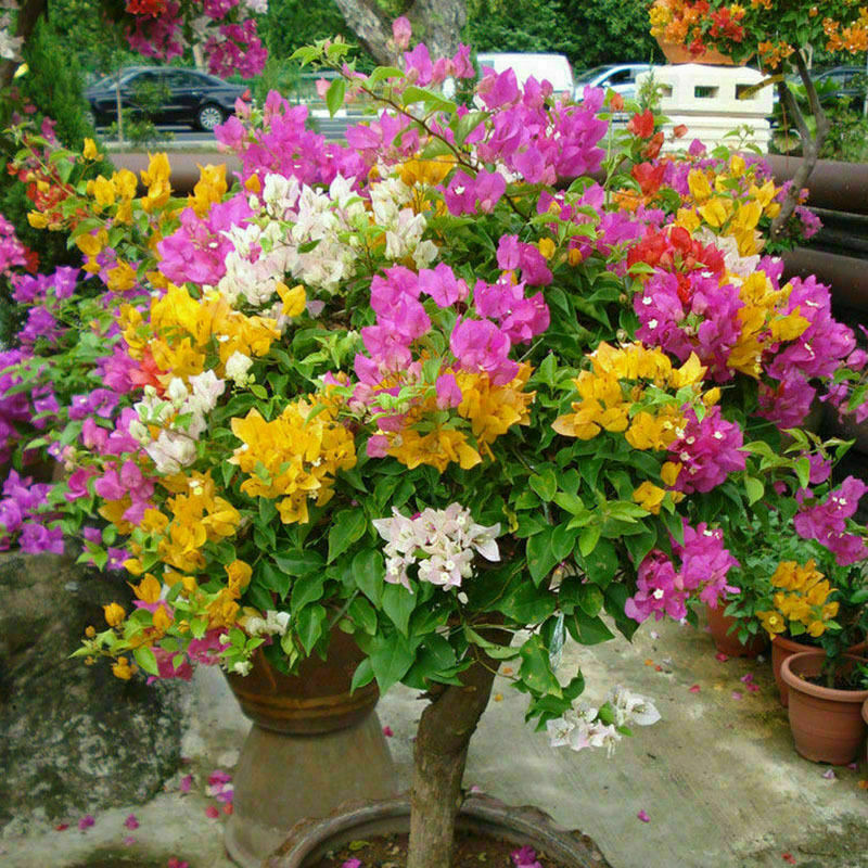 This image has an empty alt attribute; its file name is bouganvilia-plants-flowering-images-www.sunblestproducts.com-2.jpg