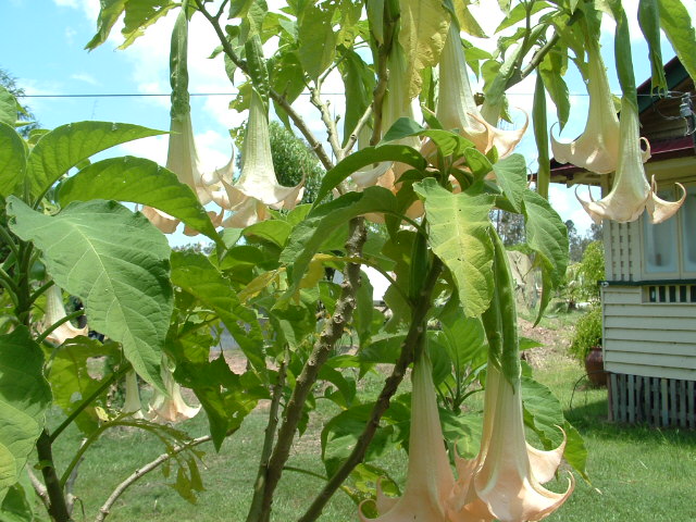 This image has an empty alt attribute; its file name is datura-pic-2-2.jpg