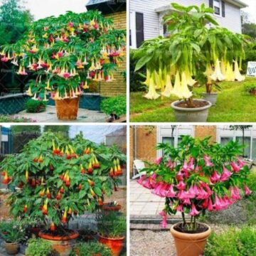 100Pcs Ginger Seeds Bonsai Plant Tree House Herb Garden Balcony Flower Pot Decor