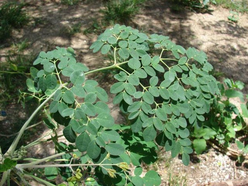 This image has an empty alt attribute; its file name is moringa-tree-branch-leaves-image-www.sunblestproducts.com_.jpg