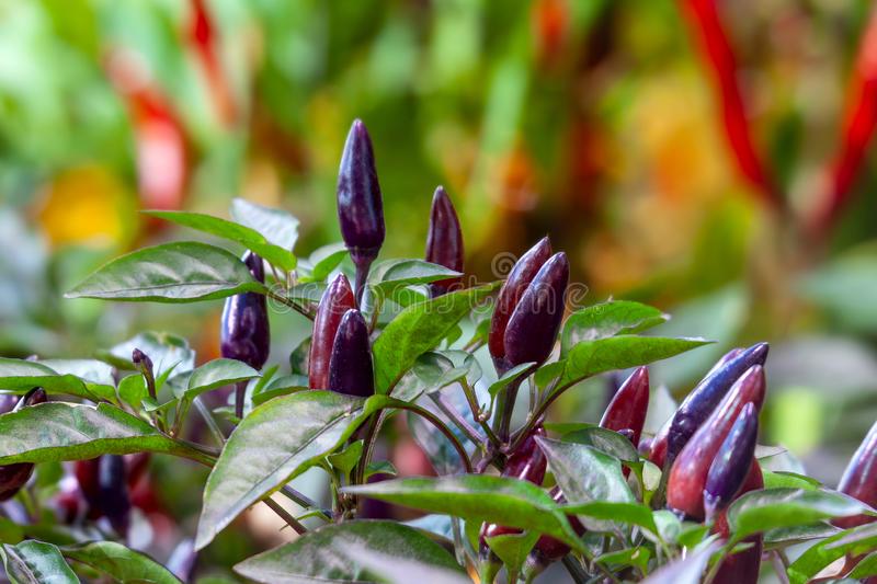 This image has an empty alt attribute; its file name is purple-cayenne-chillie-peppers-images-www.sunblestproducts.com-5.jpg