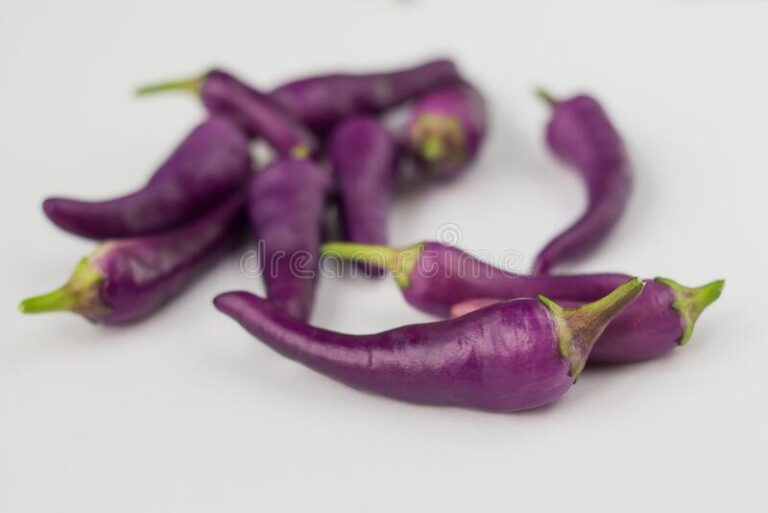 PURPLE CAYENNE CHILLIE PEPPER PLANT SEEDS FOR SALE HERE