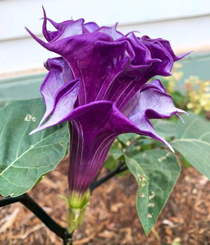 This image has an empty alt attribute; its file name is purple-datura-plant-flowers-images-www.sunblestproducts.com-5.jpg