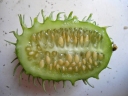 This image has an empty alt attribute; its file name is cucumis-anguria-cackrey-maroon-cucumber-west-indian-gherkin-west-indian-gourd-deco-fruits-images-www.sunblestproducts.com-9.jpg
