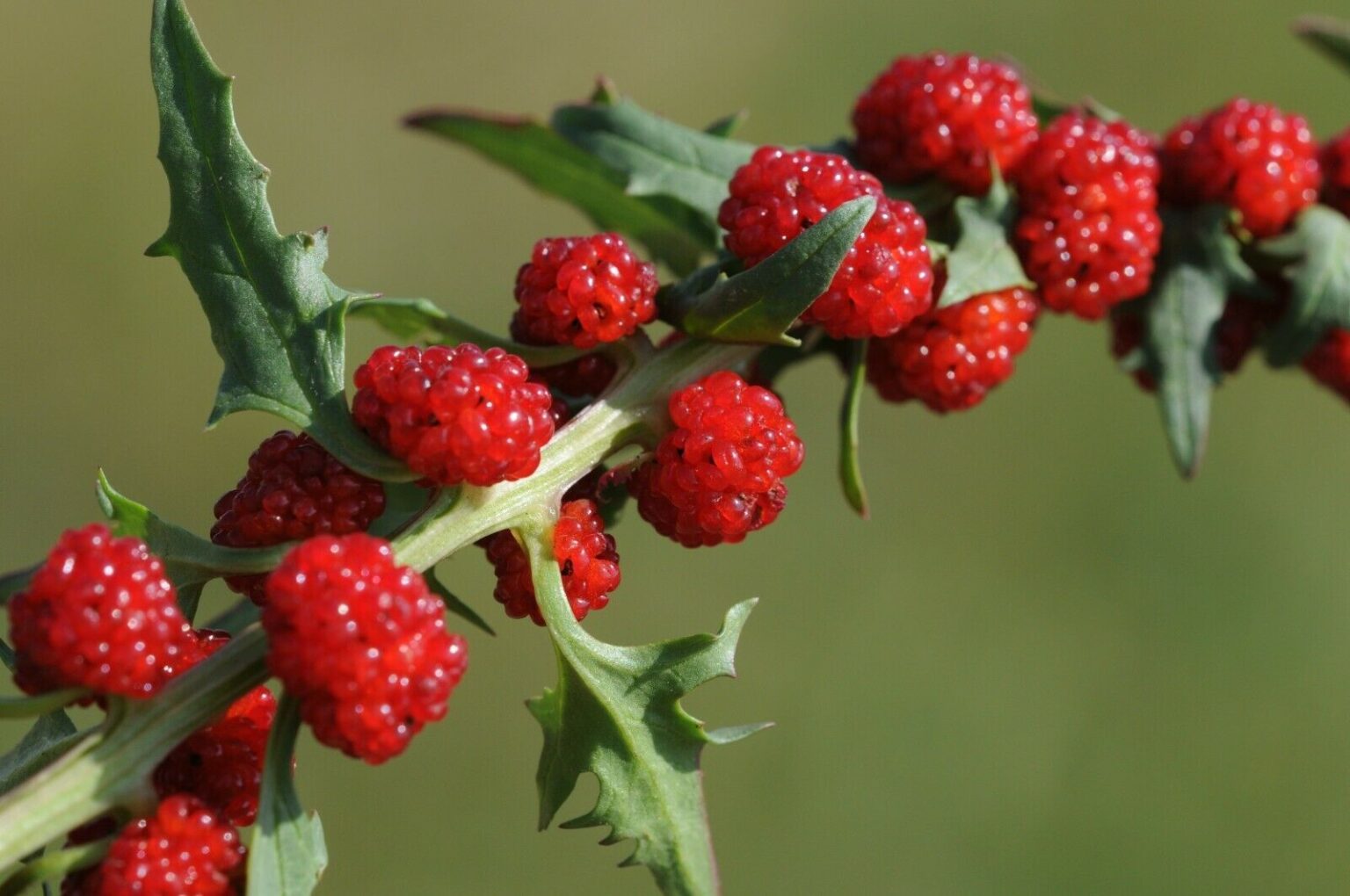 Strawberry Spinach Plant [Chenopodium Foliosum] Seeds for