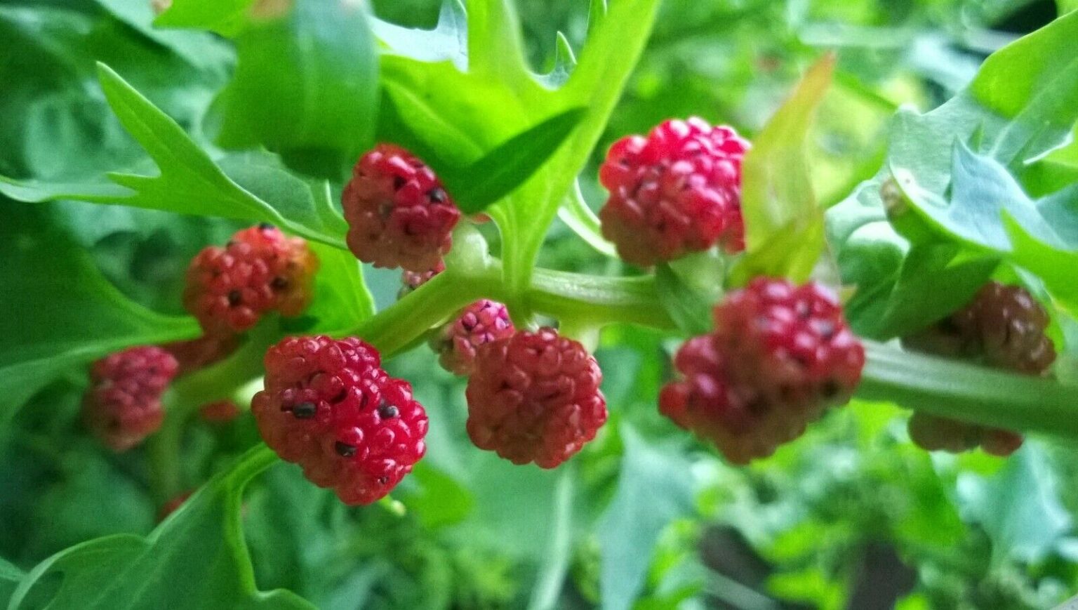 Strawberry Spinach Plant [Chenopodium Foliosum] Seeds for sale here online Australia $4 + p/p 