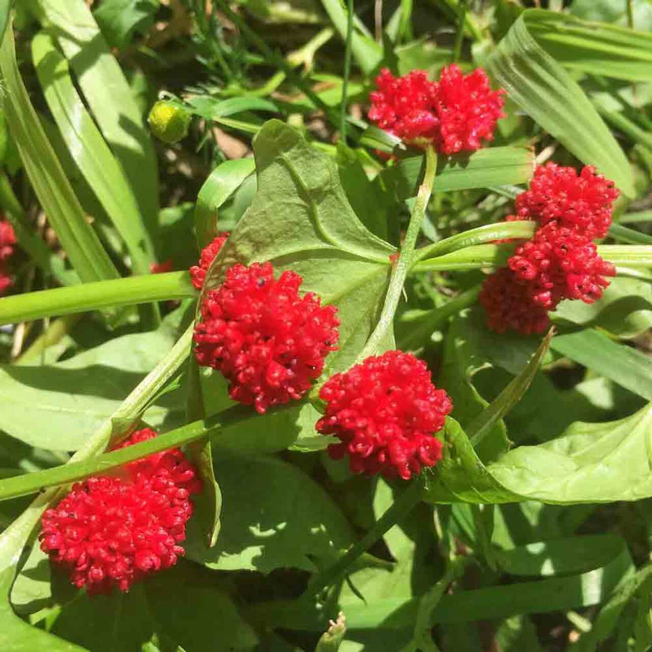 Strawberry Spinach Plant [Chenopodium Foliosum] Seeds for