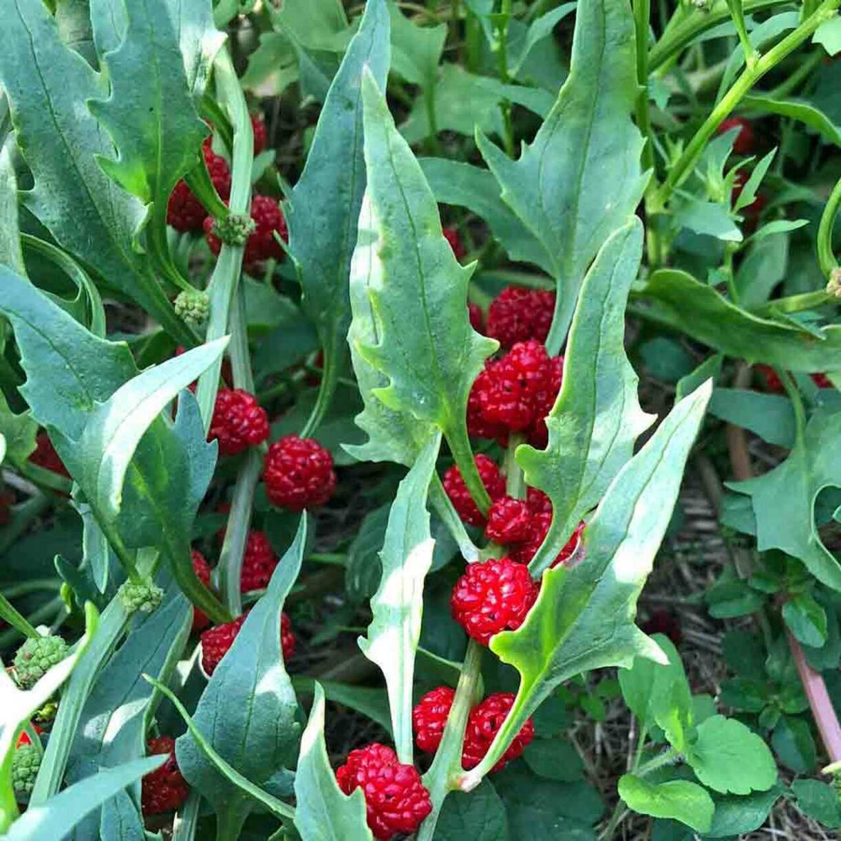 Strawberry Spinach Plant [Chenopodium Foliosum] Seeds for