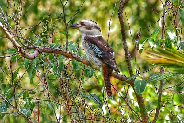 This image has an empty alt attribute; its file name is Blue-winged-Kookaburra-Best-Bird-image-www.sunblestproducts.com_.jpg