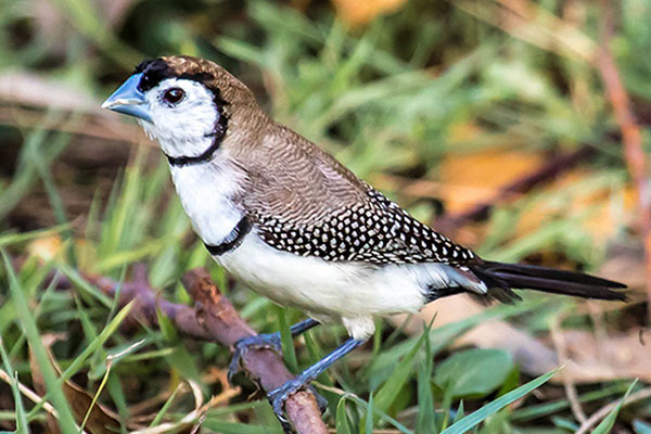 This image has an empty alt attribute; its file name is Double-Barred-Finch-Best-Bird-image-www.sunblestproducts.com_.jpg