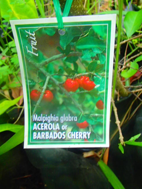 This image has an empty alt attribute; its file name is acerola-berries-barbados-label-images-www.sunblestproducts-1.jpg