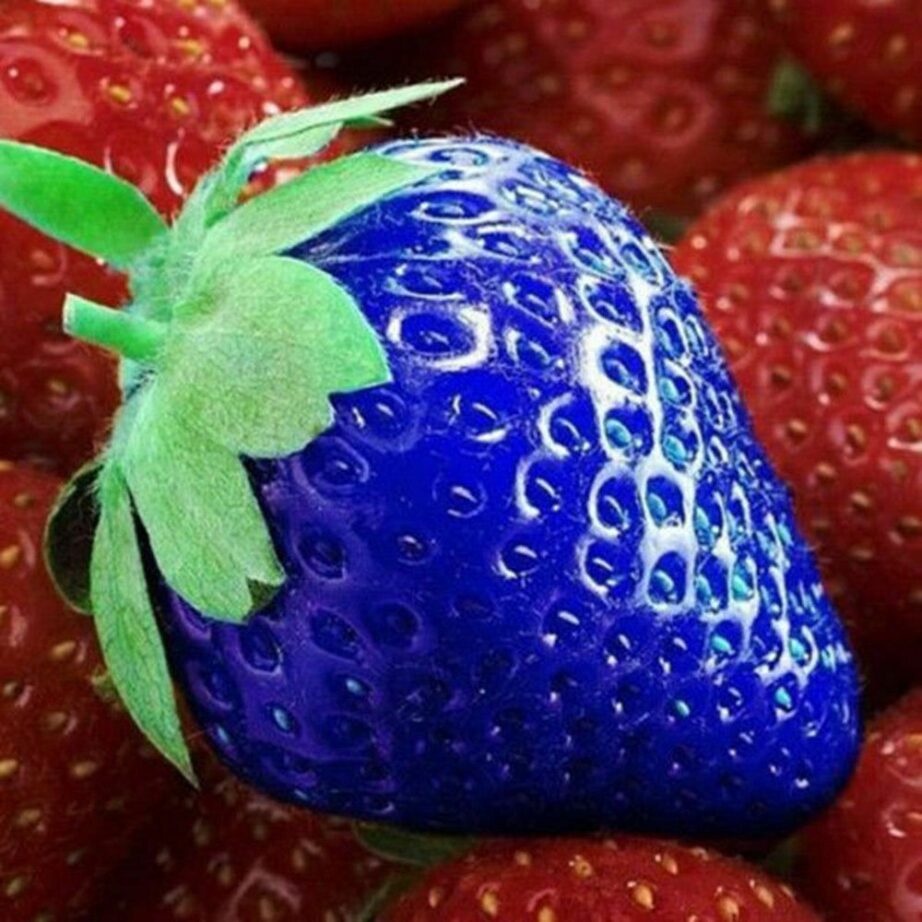 EXOTIC BLUE STRAWBERRY RARE SEEDS FOR SALE HERE OZ ONLINE 8 + P/P