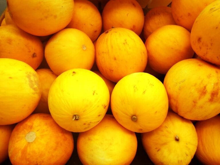 CANDY ROCKMELON FRUIT PLANT SEEDS 4 SALE HERE OZ ONLINE 6 + P/P