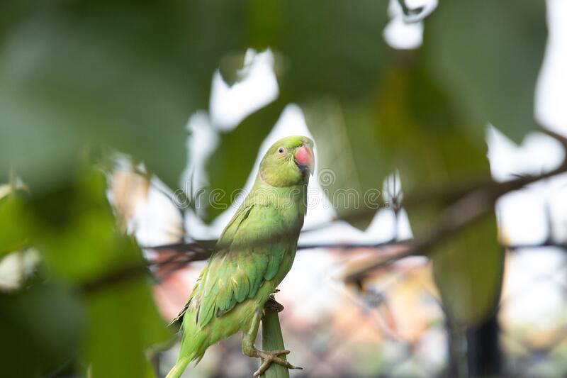 This image has an empty alt attribute; its file name is female-rose-ringed-parakeet-green-parrot-feasting-maize-plant-garden-image-www.sunblestproducts.com_.jpg