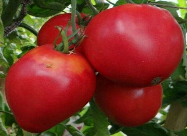 This image has an empty alt attribute; its file name is giant-tomato-tree-images-www.sunblestproducts.com-12.jpg