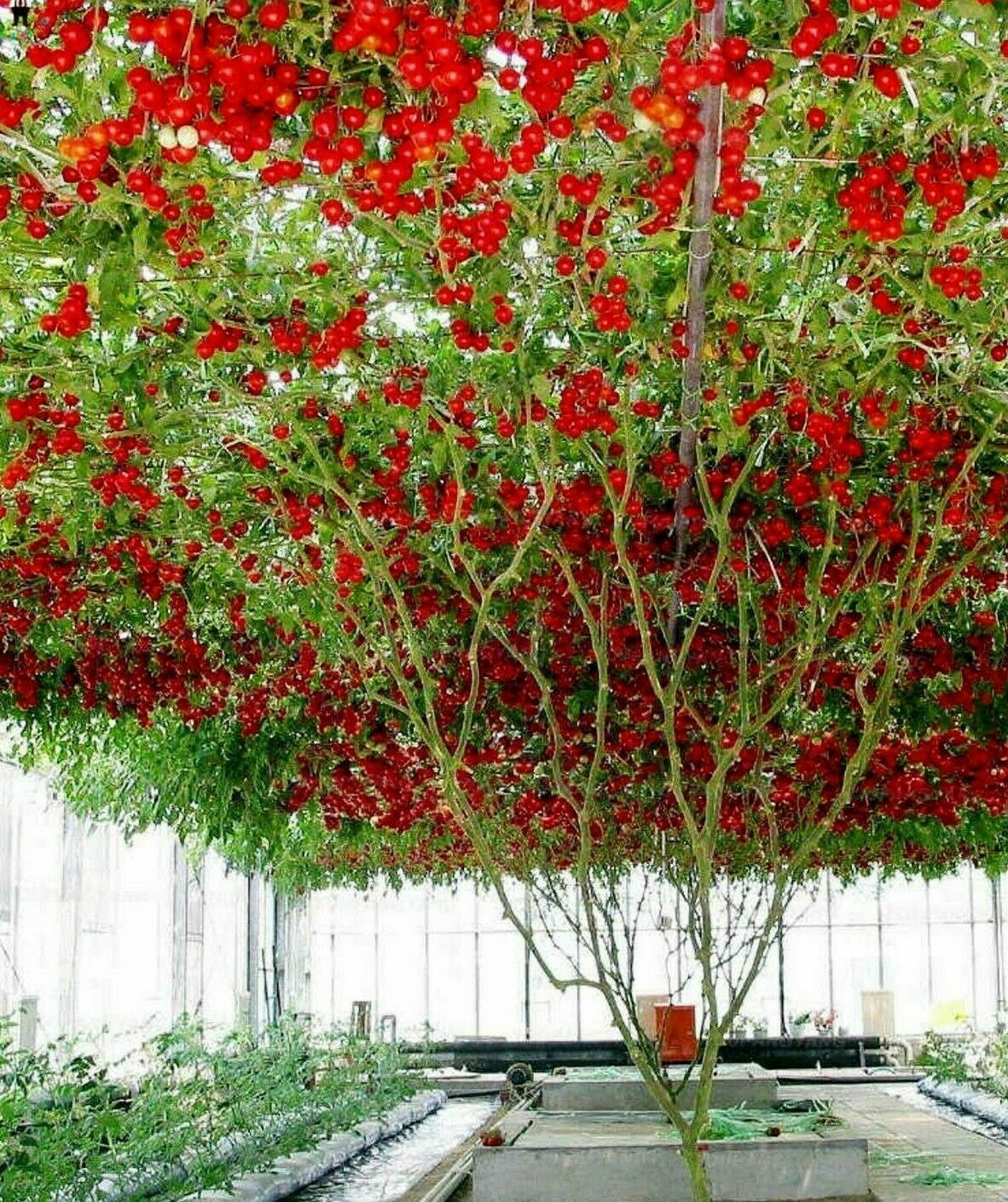 GIANT TOMATO TREE PLANT SEEDS FOR SALE HERE ONLINE OZ $8 +P/P