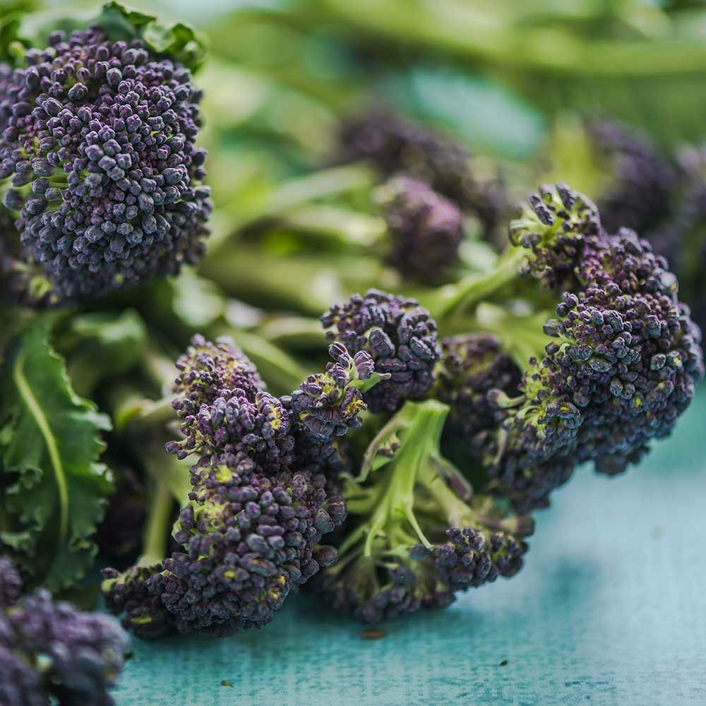 This image has an empty alt attribute; its file name is purple-broccoli-vegetable-images-www.sunblestproducts.com-5.jpg