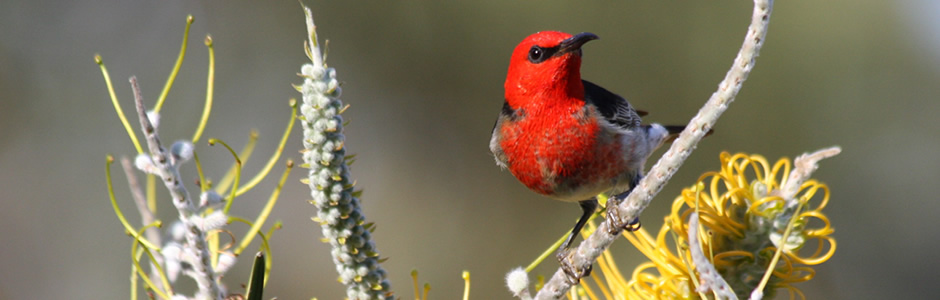 This image has an empty alt attribute; its file name is red-bird-on-branch-image-www.sunblestproducts.com_.jpg