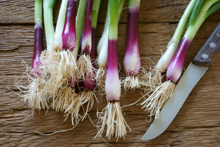 RED SPRING ONION VEG PLANT SEEDS 4 SALE ONLINE HERE OZ 4