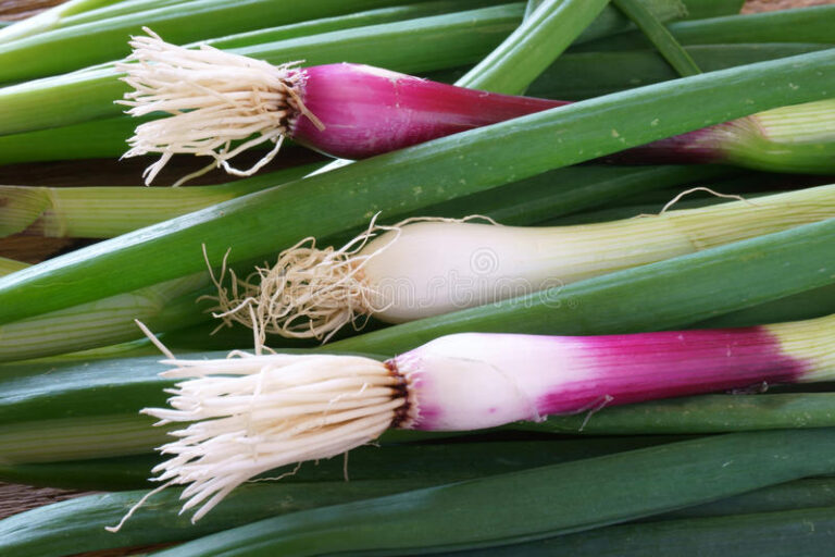 RED SPRING ONION VEG PLANT SEEDS 4 SALE ONLINE HERE OZ 4