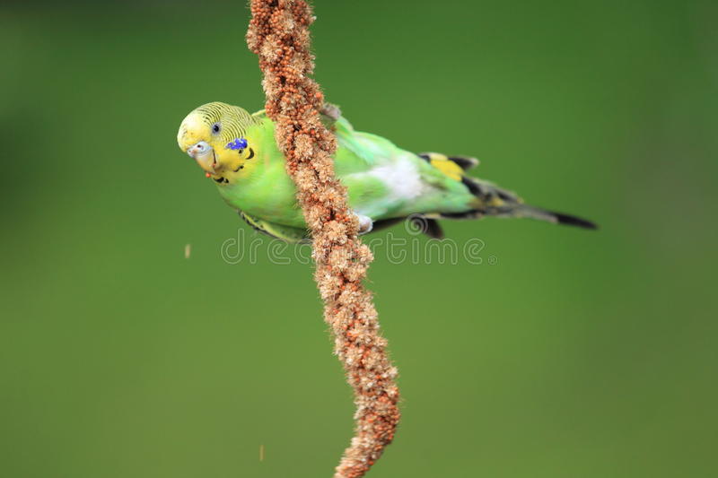 This image has an empty alt attribute; its file name is shell-parakeet-eating-then-grains-ear-image-www.sunblestproducts.com_.jpg