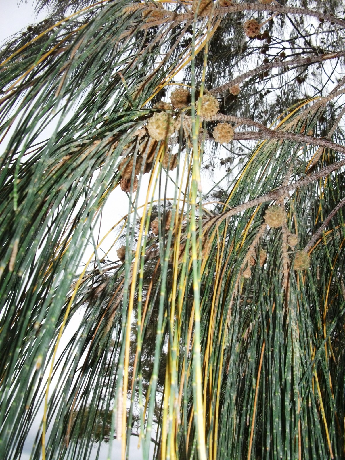 Australian Pine, Casuarina, She-Oak tree seeds & cones 4 sale here OZ ...