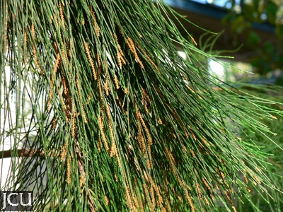 casuarina cones