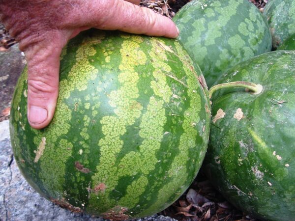 PIE MELON - INDIAN SQUASH citrullus-lanatus SEEDS 4 SALE ONLINE HERE ...