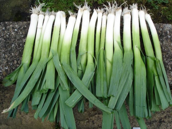 Giant Bulgarian Leek Plant Seeds 4 Sale Here Oz 4 P P Watch Video Here