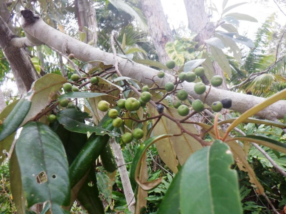 AUSTRALIAN NATIVE SOAP TREE Alphitonia excelsa SEEDS 4 SALE OZ 4 +p/p