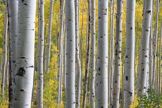 Japanese White Birch Tree Seeds For Sale Here Oz $4+P/P - Sunblest Products