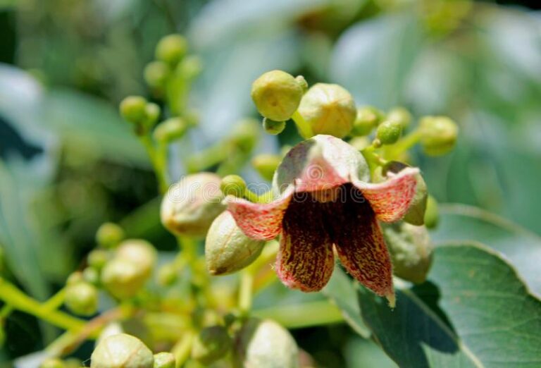 KURRAJONGBRACHYCHITON POPULNEUS OZ BAGGED TREES ADVANCED 4 SALE 138