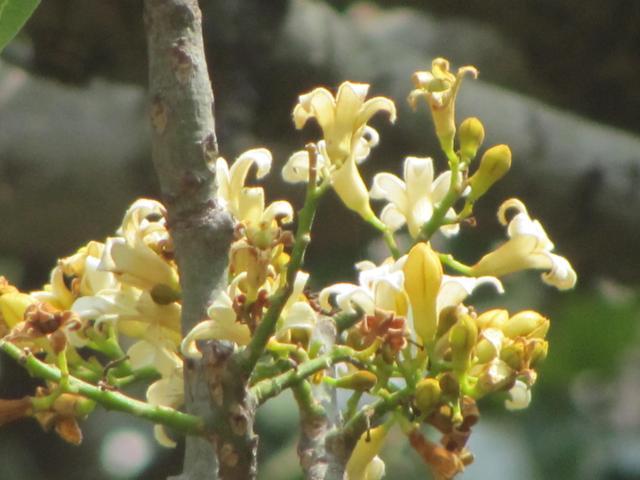 Broad Leaved Bottle Tree