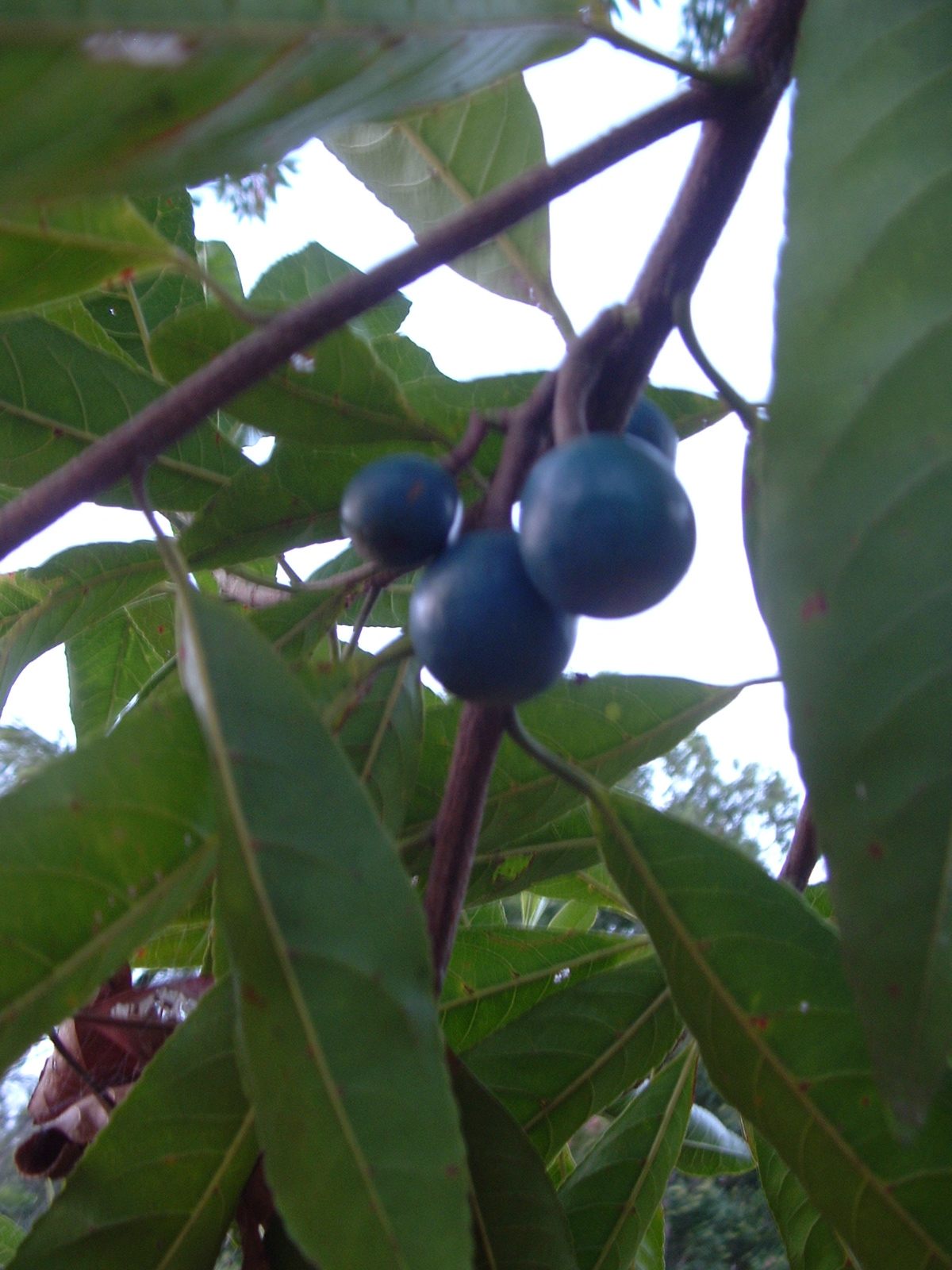 ADVANCED QLD BLUE QUANDONG TREES 3M IN GROWBAGS 4 SALE OZ 285