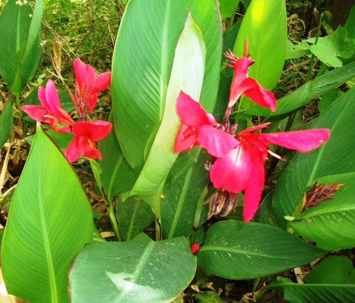 CANNA LILLY PLANT SEEDS RED FLOWERS 4 SALE HERE QLD OZ 4 + p/p Sunblest Products