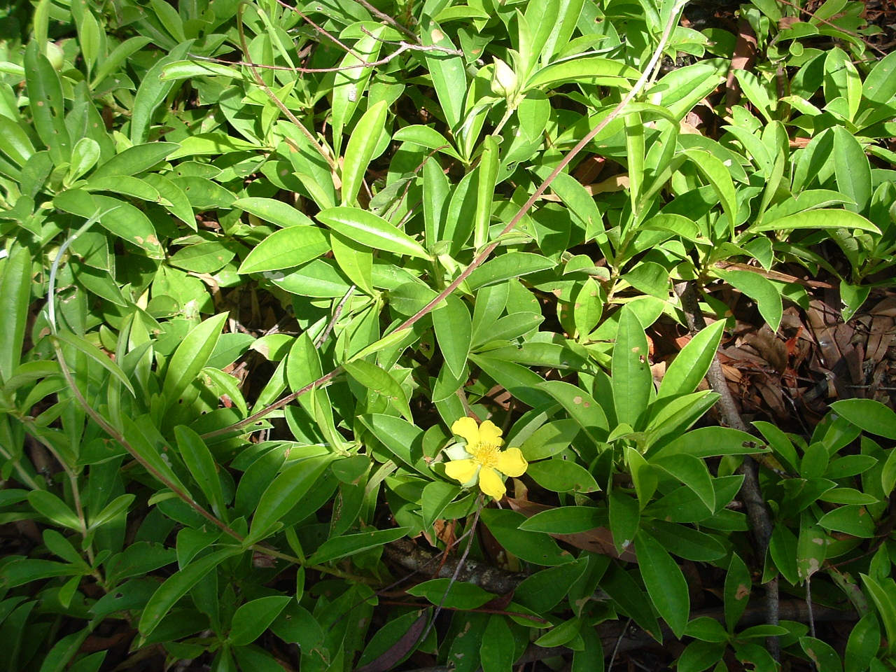 SNAKE VINE PLANT SEEDS FOR SALE QLD OZ HERE $4+p/p - Sunblest Products