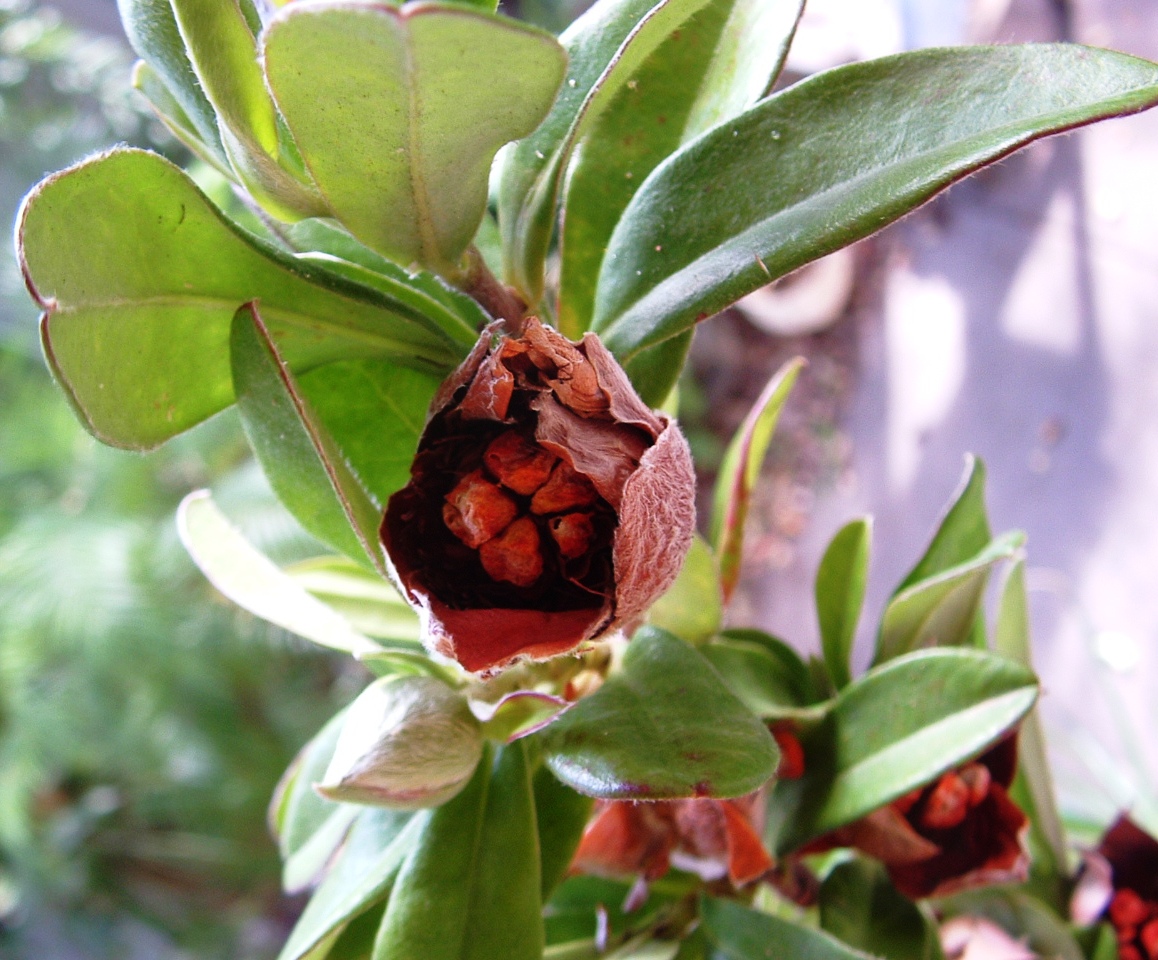 SNAKE VINE PLANT SEEDS FOR SALE QLD OZ HERE $4+p/p - Sunblest Products