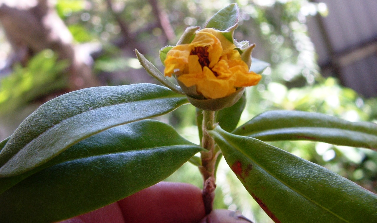 SNAKE VINE PLANT SEEDS FOR SALE QLD OZ HERE $4+p/p - Sunblest Products