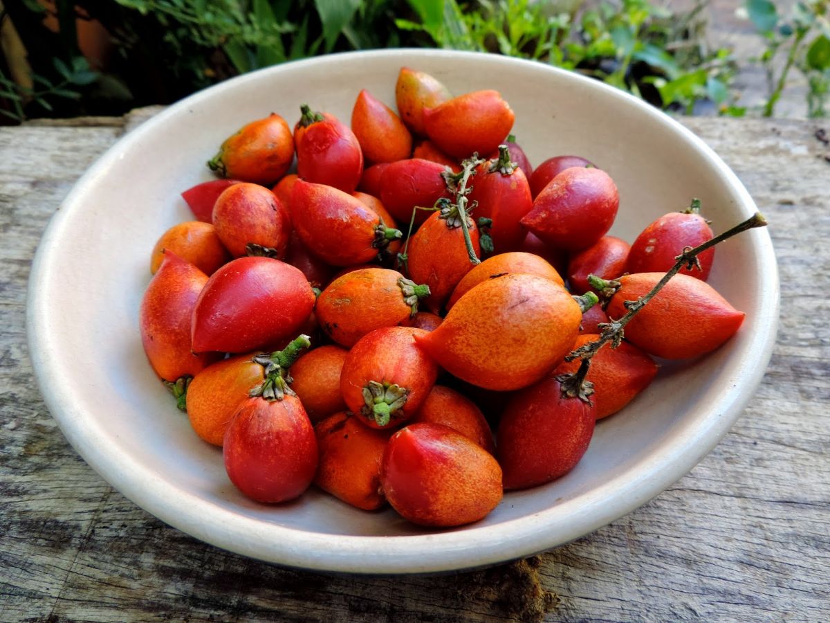 Gastro Obscura info article on the rare fruit from the Peanut Butter