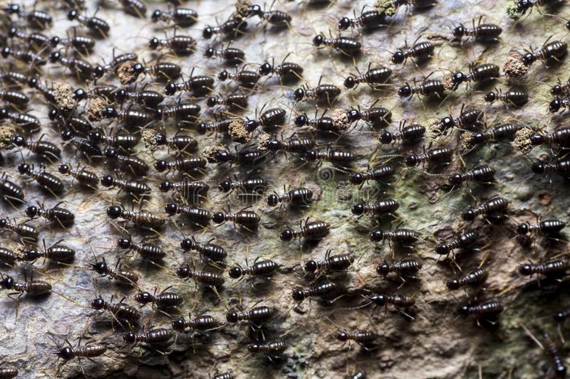 This image has an empty alt attribute; its file name is great-migration-ants-colony-forest-floor-moves-entomologists-have-known-decades-ant-colonies-frequently-move-148478966.jpg